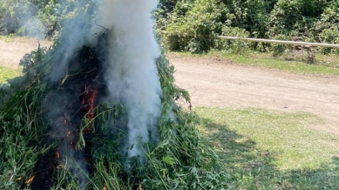 Ağdaşda 1,6 tondan artıq çətənə kolu məhv edildi 