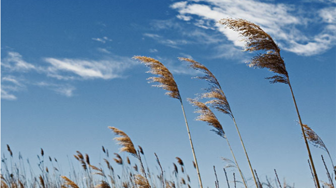 Güclü külək əsəcək - XƏBƏRDARLIQ 