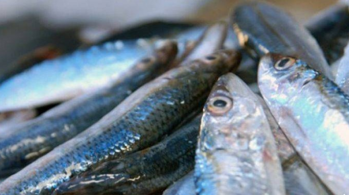 Azərbaycanda balığın qiyməti bahalaşdı - Qiymət artımı nə qədərdir? - VİDEO
