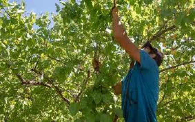 Nazirlik meşələrdə meyvələrin icazəsiz yığımına görə cərimə tətbiqinə aydınlıq gətirib