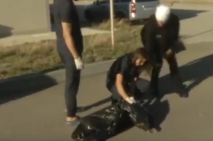 Bakıda ÇİP yerləşdirilmiş itlər güllələnib - VİDEO