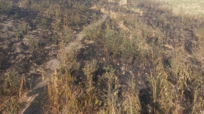 Ağsuda yanğın törədən şəxs məsuliyyətə cəlb olunub 