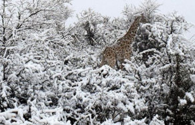 Cənubi Afrikada güclü qar yağıb - FOTO