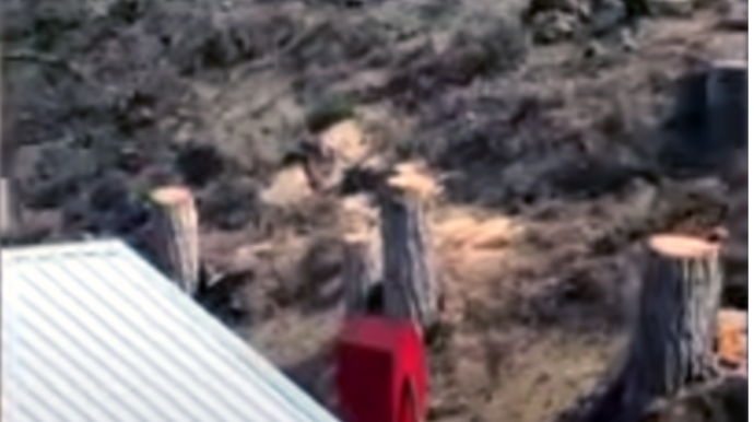 Bakıda irigövdəli ağacları kəsənlər ifşa olundular - VİDEO 