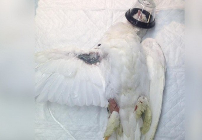 Qanadı zədələnmiş göyərçin yardım üçün baytarların yanına uçub - FOTO