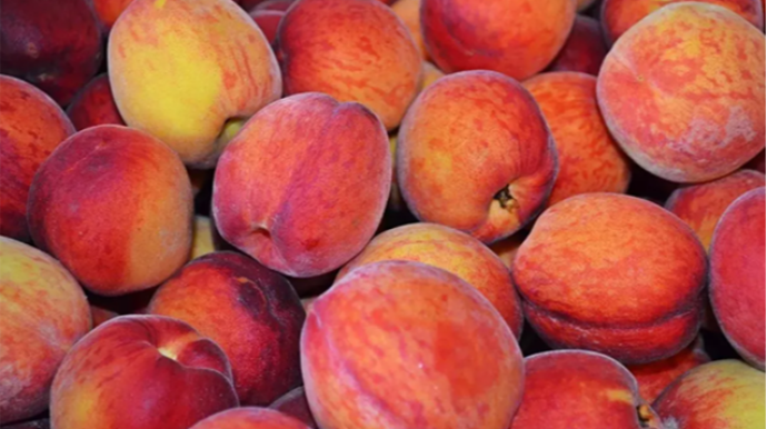 Rusiyada Azərbaycandan gətirilən 18 ton şaftalı məhv edildi