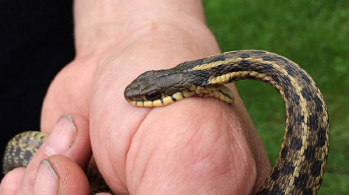 Ağstafada kişini ilan sancıb