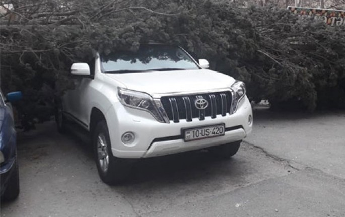 Bakıda ağac “Prado” və “BMW”nin üstünə aşdı - FOTO