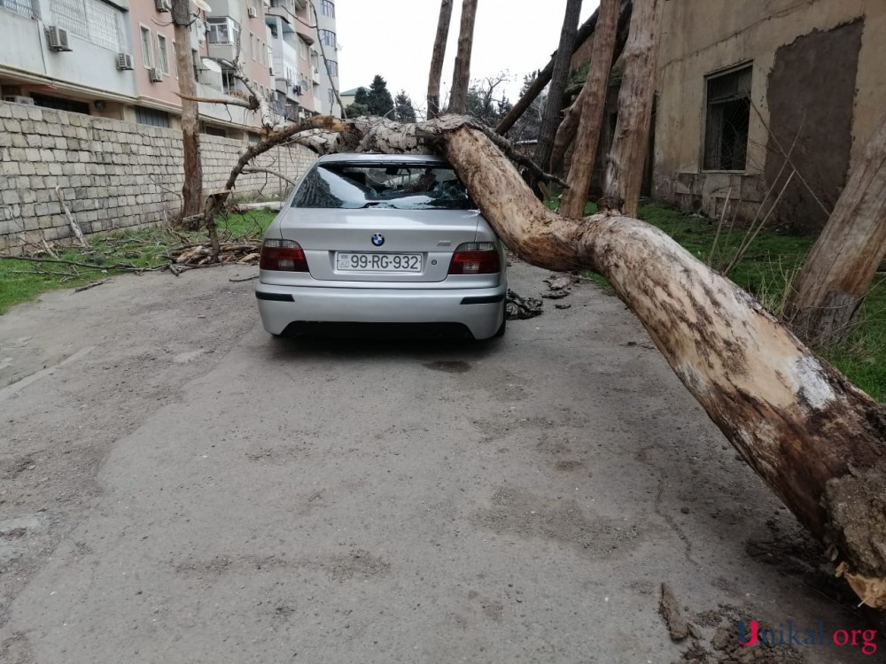 Nəsimidə külək ağacı "BMW"nin üzərinə aşırdı - FOTO