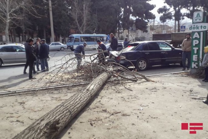 Gəncədə güclü külək ağacı avtomobilin üstünə aşırıb - FOTO