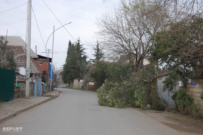 Güclü külək Cəliabad və Masallıda bir sıra fəsadlar törədib - FOTO