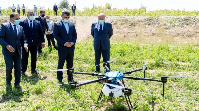 Azərbaycanda ilk dəfə qarğıdalı sahələri dronlar vasitəsilə dərmanlanıb  - FOTO