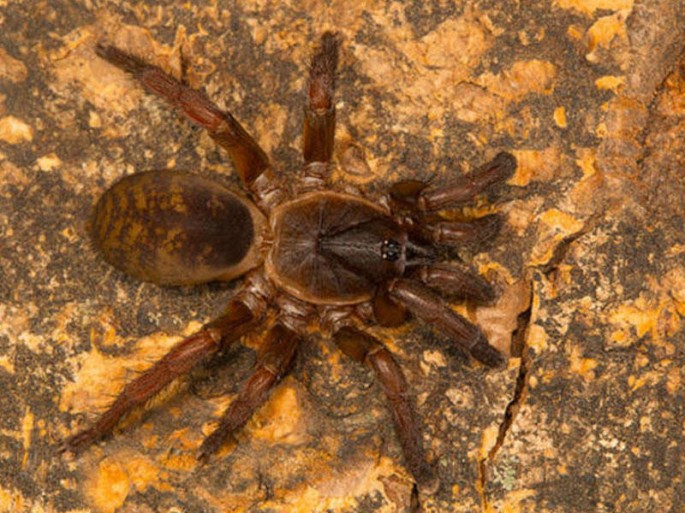 Hörümçəyə görə polis çağırıldı - "Sən niyə ölmürsən?"