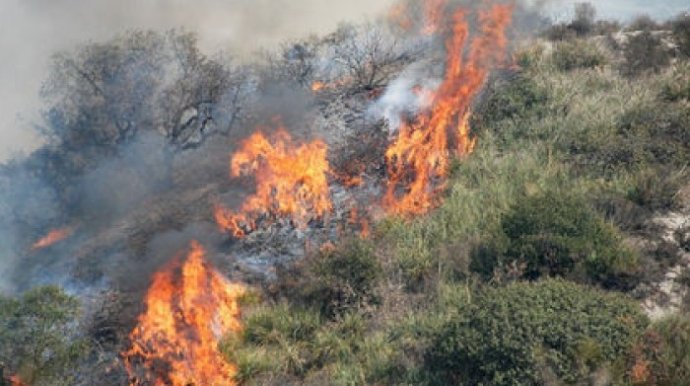 Masallıda meşədə yanğın oldu - VİDEO 