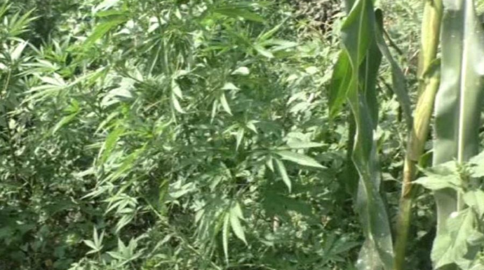 Balakəndə narkotik bitkilər becərən qonşular saxlanılıb - FOTO 