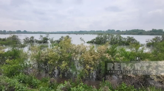 İmişlidə Kürün səviyyəsi qalxdı: Yüzlərlə hektar torpaq SU ALTINDA QALDI - FOTO 