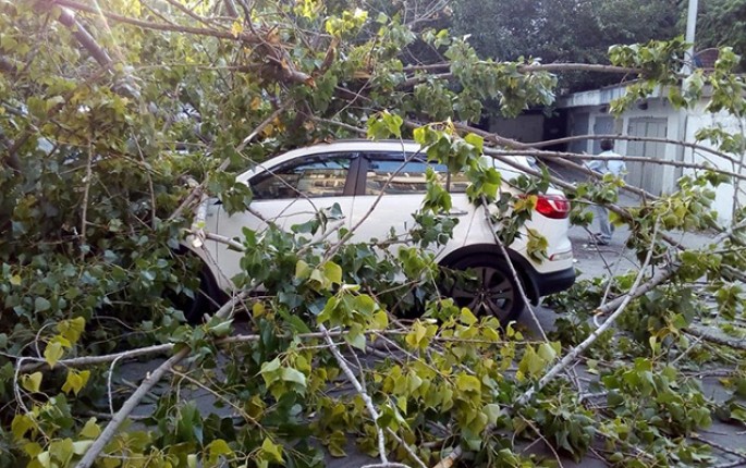 Bakıda ağac maşının üstünə aşdı - FOTO