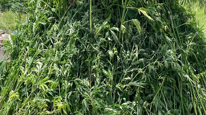 Ağdamda 4 tondan artıq çətənə bitkisi aşkarlanıb 