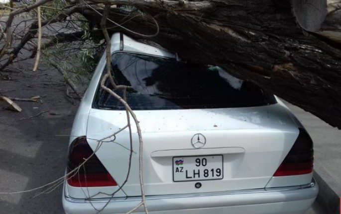 Bakıda ağac avtomobilin üzərinə aşıb - FOTO