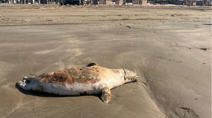 Pirşağı çimərliyində suiti cəsədləri aşkarlandı - FOTO