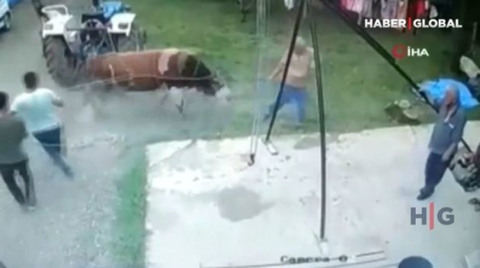 Qurbanlıq buğa faciəyə səbəb oldu - VİDEO 