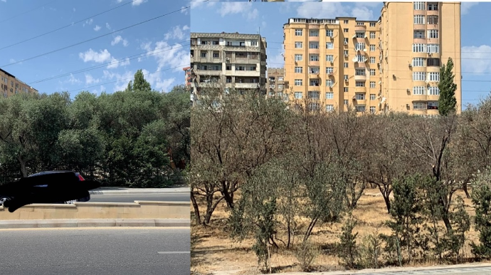 Binəqədidə ağaclara qarşı niyə ayrı-seçkilik olunur? - FOTO