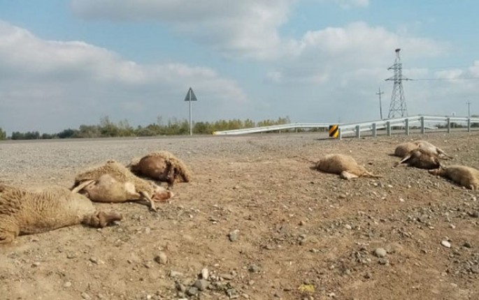 10-a yaxın qoyunu vurub öldürdü