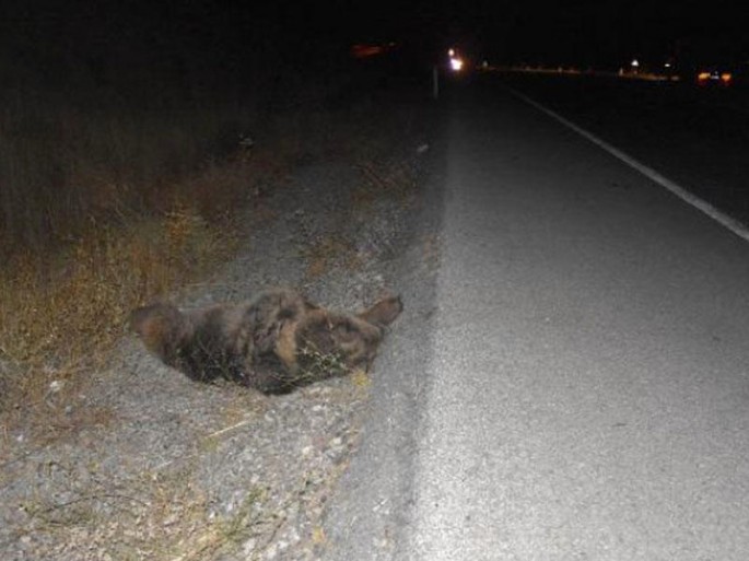 Ayını vuran sürücü qorxusundan 1 km qaçdı: Polis çağırdı - VİDEO
