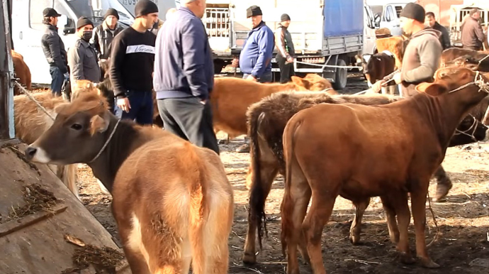 Mal bazarında şok fırıldaq: Aldığı inəyə görün nə etdilər - VİDEO