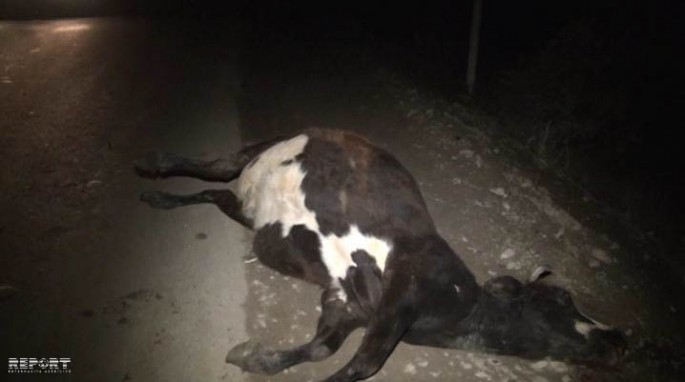 Sabirabadda yol qəzası: xəsarət alan var - FOTO