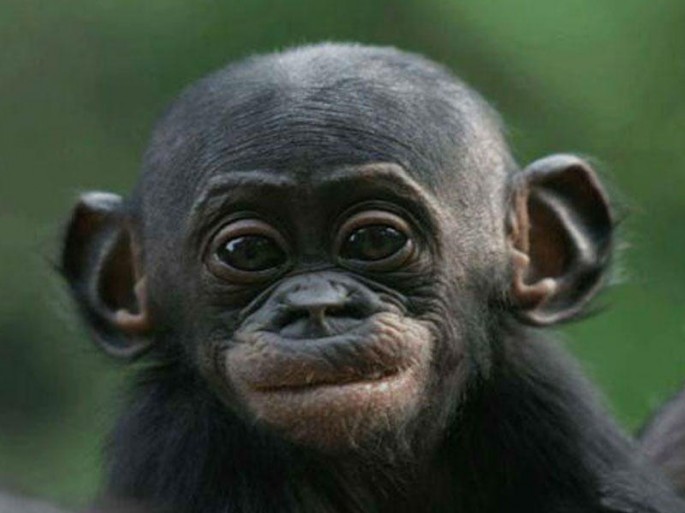 12.5 milyon illik meymun skeleti tapıldı