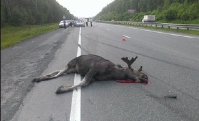 Turist avtobusu maral ilə toqquşdu - 5 yaralı