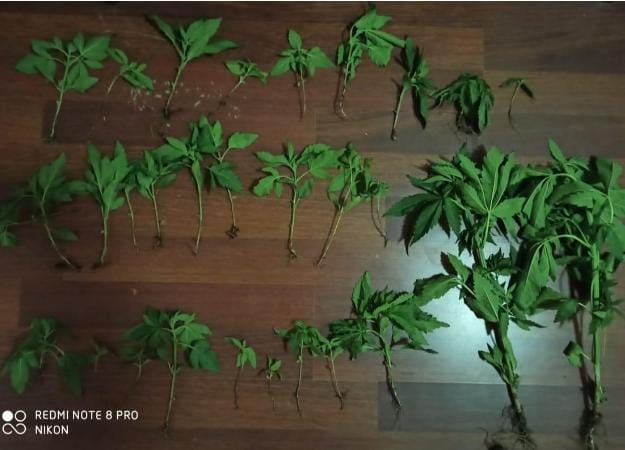 Hacıqabulda çətənə bitkisi yetişdirən şəxs saxlanıldı