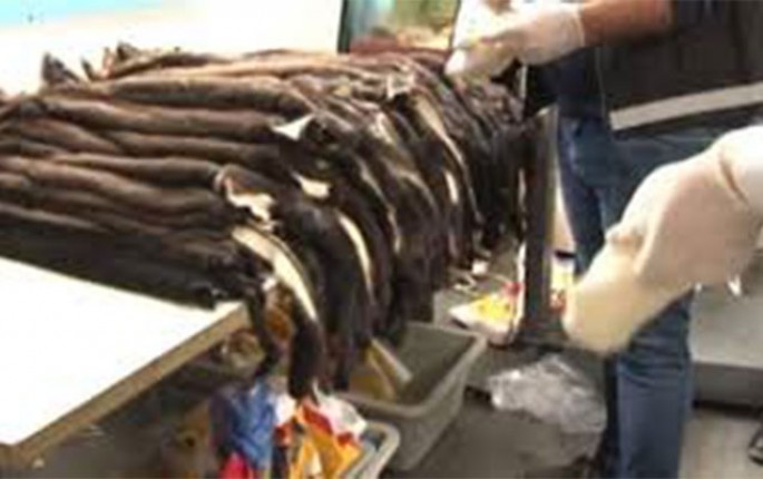 Azərbaycanlı 200 porsuq kürkü ilə tutuldu - VİDEO