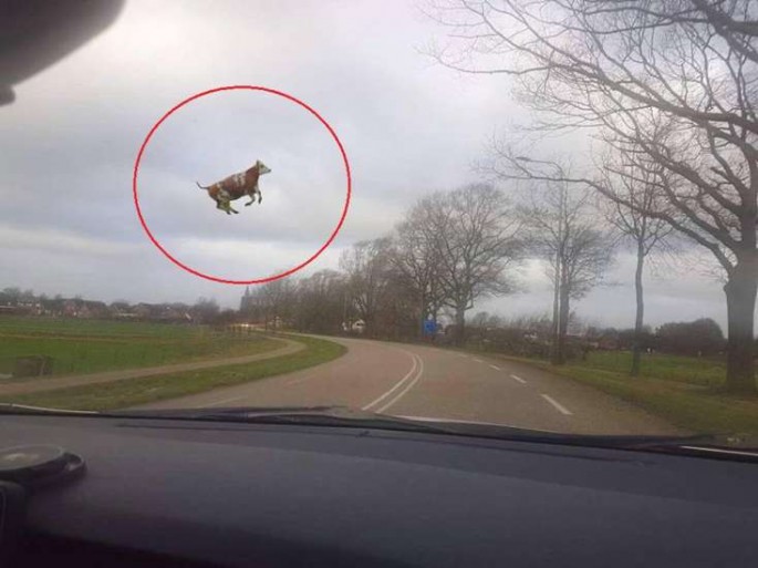 Niderlandda uçan inək göründü - İlk dəfə - FOTO
