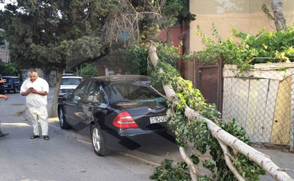 Bakıda avtomobilin üstünə ağac aşdı; sığorta imtina etdi - FOTO