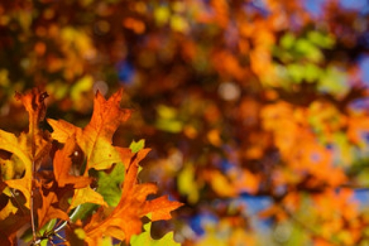 Bu günə olan hava proqnozu