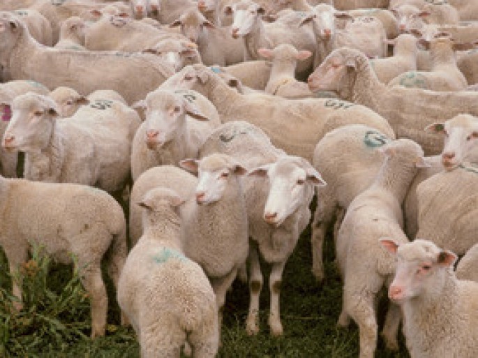 Azərbaycanda Qurban bayramı qeyd olunur