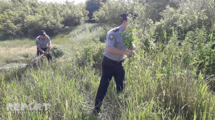 Ağsuda 1100 kiloqram çətənə kolu yandırılaraq məhv edilib - FOTO