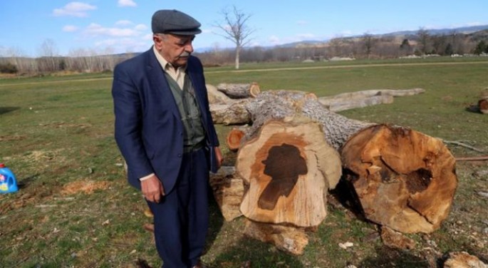 Qoz ağacını kəsdi, içərisindən çıxan şok etdi - FOTO
