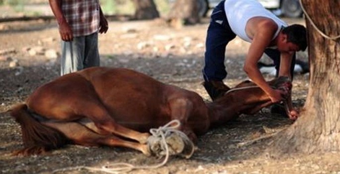 600 kiloqram at əti aşkarlanıb - Bərdədə