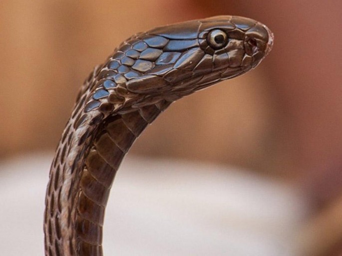 Evdə saxladığı ilan qonşunun ayaqyolundan çıxdı