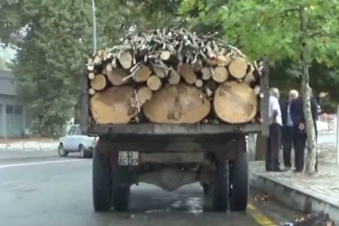Ağacları doğrayıb daşıyan sürücü "iş başında" yaxalandı - VİDEO