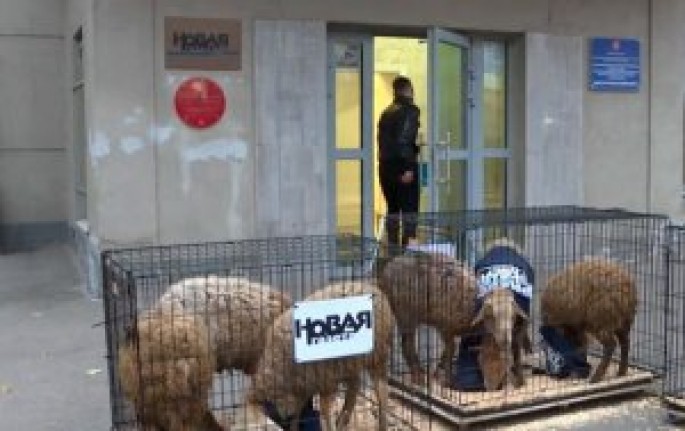 Qəzetə “PRESS” jiletli qoyunlar göndərdilər – FOTO + VİDEO