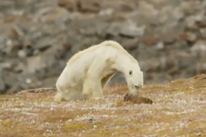 Bu görüntülər bütün interneti dəhşətə gətirdi - VİDEO