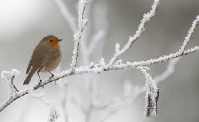 Bakıya ilk qarı yağır