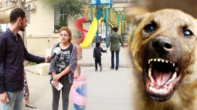 İtlər Badamdarı “işğal edib” – VİDEO