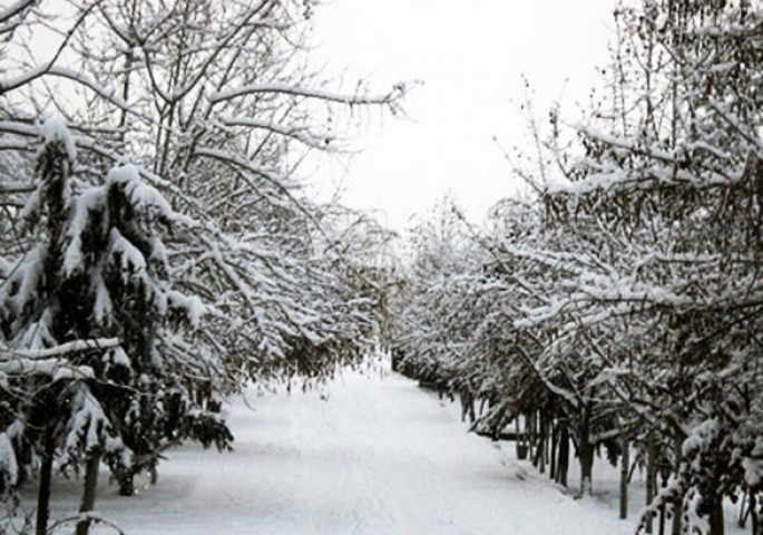 Azərbaycanda müşahidə olunan faktiki HAVA
