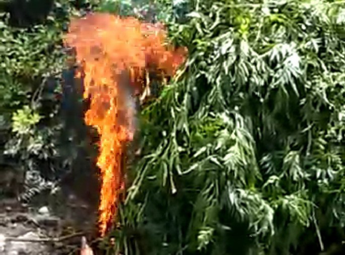 İsmayıllıda 4 ton narkotik vasitə məhv edilib - FOTO