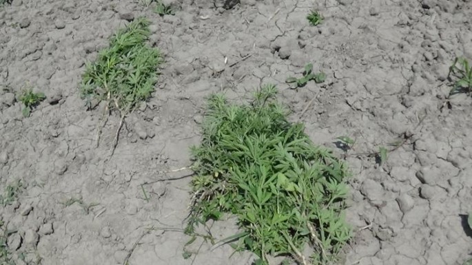 Şəkidə 80 kq narkotik məhv edilib - FOTO